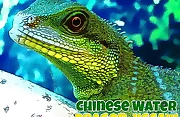 Chinese Water Dragon Jigsaw