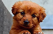 Puppy Puzzle