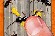 smash the insectt